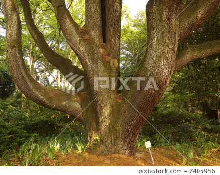 large tree large tree 7405956