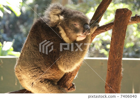 Koala's nap Koala's nap 7406040