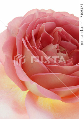 Rose Jubilee Celebration 7406321
