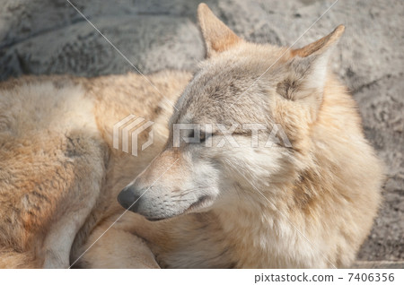 蒙古狼天王寺動物園 蒙古狼天王寺動物園 7406356