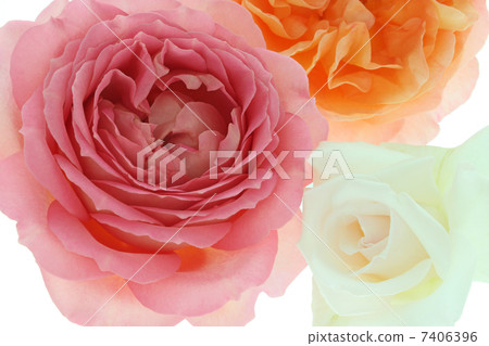 Rose Flower Arrangement, Jubilee Celebration, Madame Jules Boucher Rose Flower Arrangement, Jubilee Celebration, Madame Jules Boucher 7406396