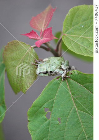 Frozen foxtails on red-faced spider mackerel 7406417