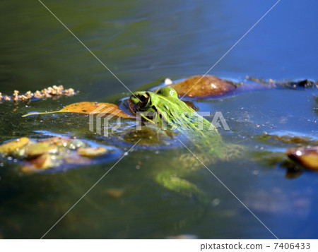 一隻青蛙 7406433