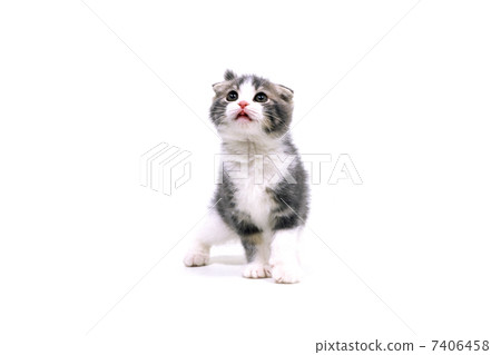 Scottish fold 7406458