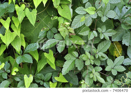 Various leaves Various leaves 7406470