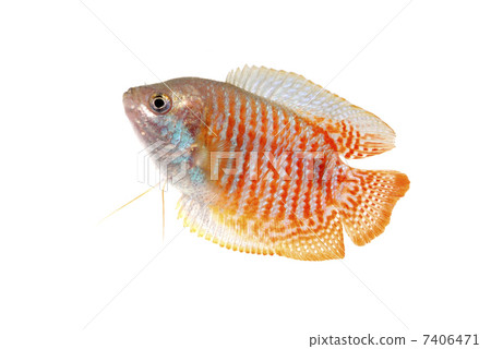 Dwarf Grammy Dwarf Grammy 7406471