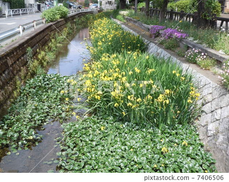 Iris Iris 7406506