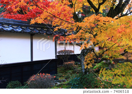 Saigo Miyama Saigyoji秋葉 7406518