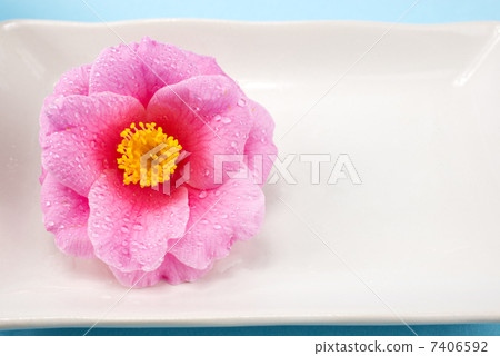 Camellia flower on white square plate 7406592