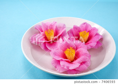 Camellia flowers in a blue background dish 7406593
