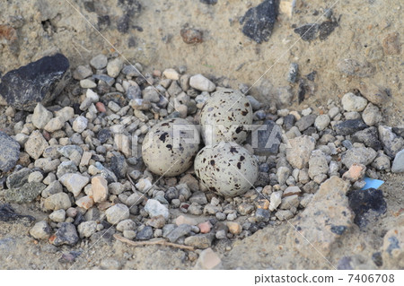 更乾的雞蛋 更乾的雞蛋 7406708