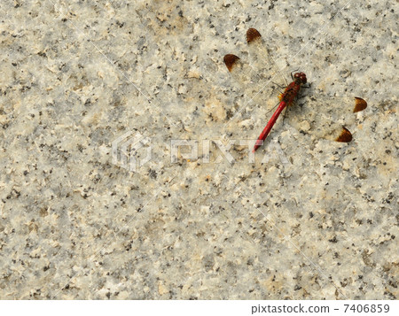 紅蜻蜓（konoshimetombo）（可用書籍） 7406859