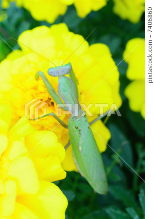 Harabiro mantis and marigold flowers (illustration available) 7406860