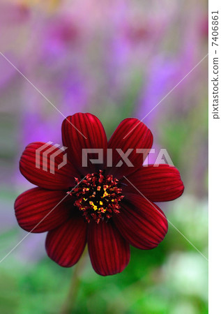 Chocolate Cosmos Chocolate Cosmos 7406861