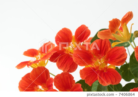 燦爛的Nasutium花 7406864