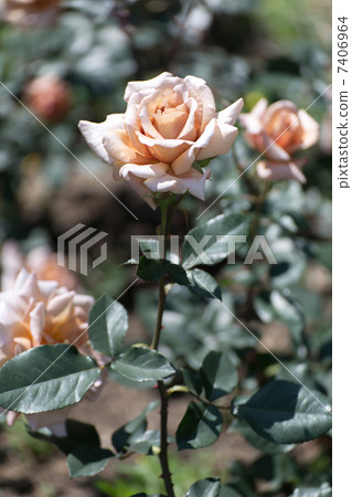 Rose varieties (Julia) 7406964