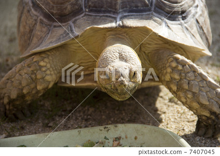 一隻烏龜 一隻烏龜 7407045