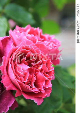 Baron Giraudrandan Baron Giraudrandan 7407115