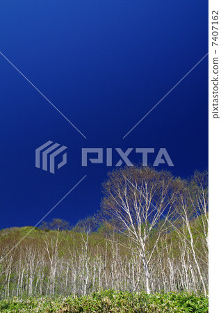 White birch White birch 7407162