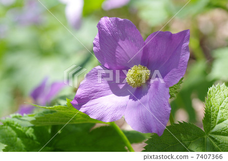 Shiraneeaoi Shiraneeaoi 7407366