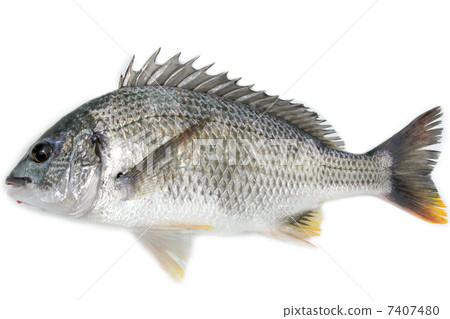 Kibire _ Shin-Yoko（來自Hamanako） 7407480