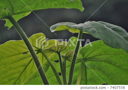 Green umbrella 7407556