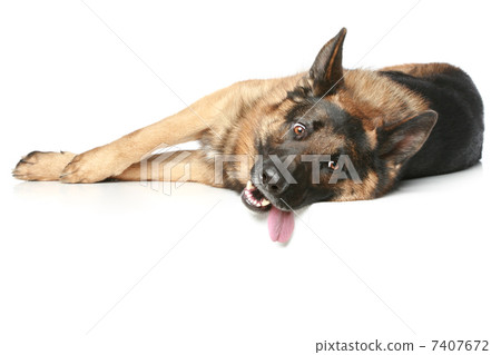 German Shepherd dog lying and rests German Shepherd dog lying and rests 7407672