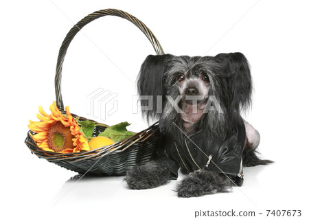 Black Chinese Crested Dog in leather jacket Black Chinese Crested Dog in leather jacket 7407673