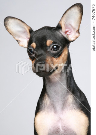 Russian toy terrier puppy portrait Russian toy terrier puppy portrait 7407676