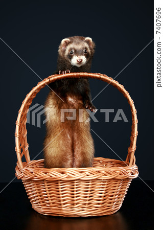Ferret in wattled basket Ferret in wattled basket 7407696