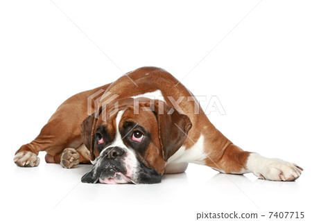 Boxer dog sad, lying on a white background Boxer dog sad, lying on a white background 7407715