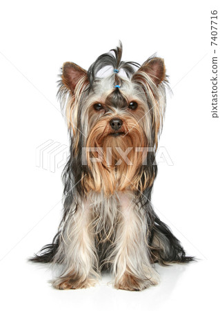 Yorkshire Terrier sitting on a white background Yorkshire Terrier sitting on a white background 7407716