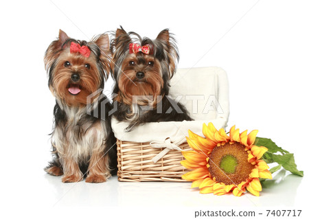 Yorkshire Terrier Puppies with wattled basket on a white backgro Yorkshire Terrier Puppies with wattled basket on a white backgro 7407717