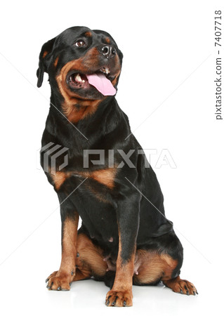 Rottweiler sits on a white background Rottweiler sits on a white background 7407718