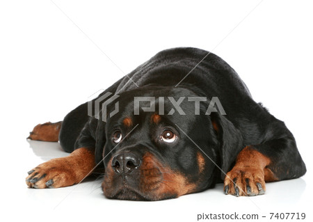 Rottweiler lying on a white background Rottweiler lying on a white background 7407719