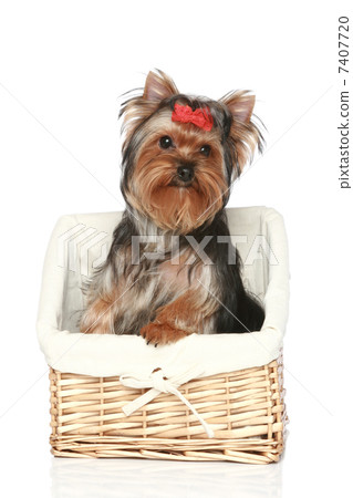 Yorkshire Terrier in wattled basket Yorkshire Terrier in wattled basket 7407720