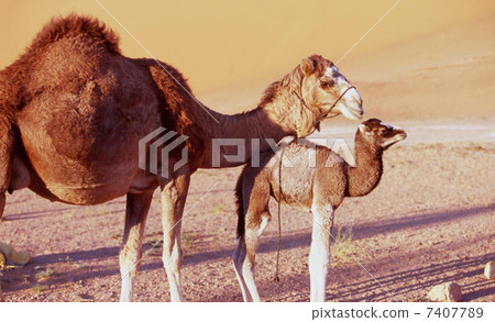 camel 7407789