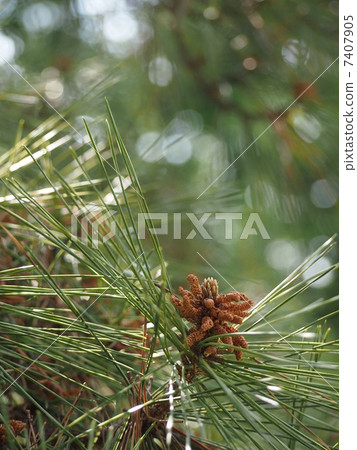 Pine shoots 7407905