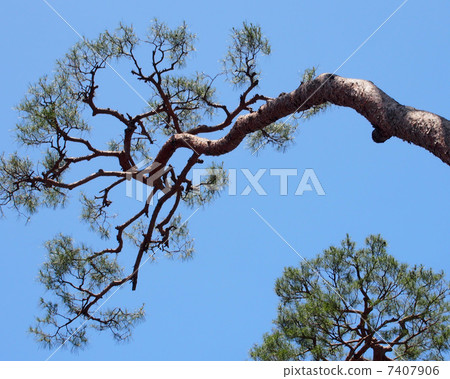 Pine tree 7407906