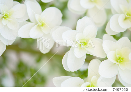 Kashiwaba繡球花 7407930