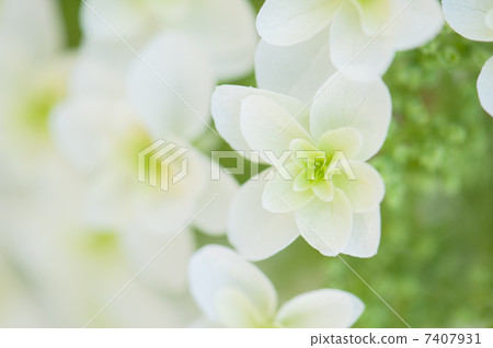 Kashiwaba繡球花 7407931