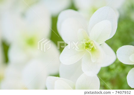Kashiwaba繡球花 7407932
