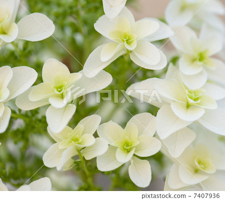 Kashiwaba Hydrangea Kashiwaba Hydrangea 7407936