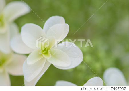 Kashiwaba Hydrangea 7407937