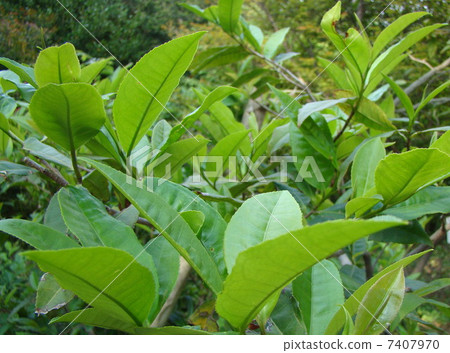 Assamu 7407970