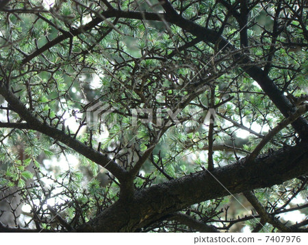 Cedarwood (Atlas) 7407976