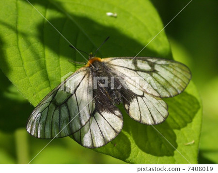 烏蘇巴族 7408019