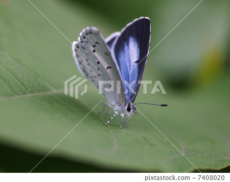 冬青藍 冬青藍 7408020