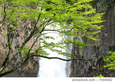 初夏Myoko Kogenhara的幼苗名字的瀑布 7408082