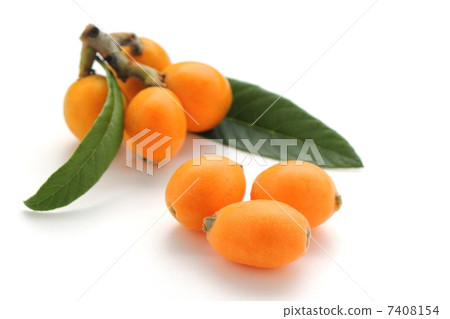 Loquat 7408154